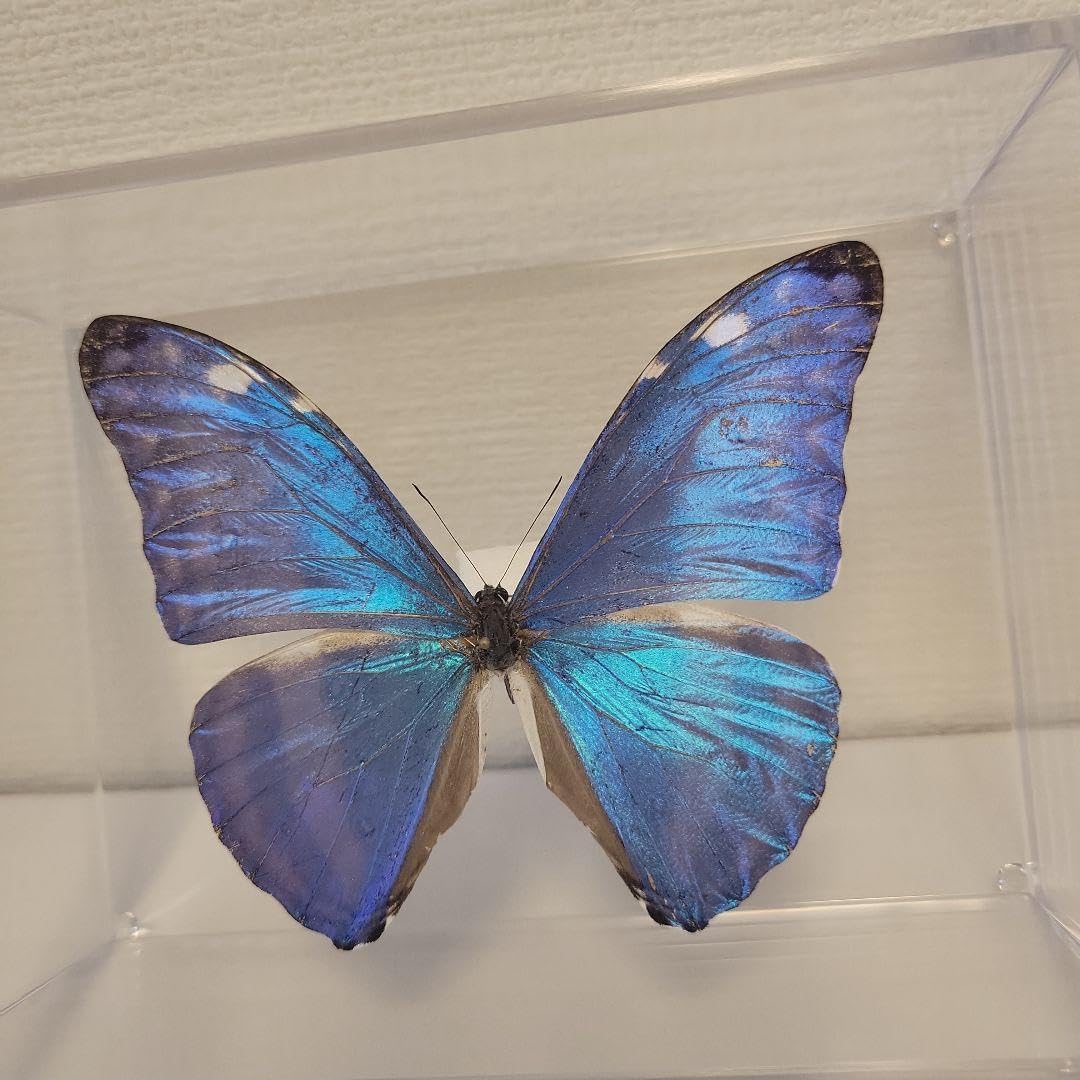 蝶の標本　モルフォチョウの世界(珍美) 蝶の標本 モルフォの世界(特大) 生きる勇気をもらった…世界一美しい